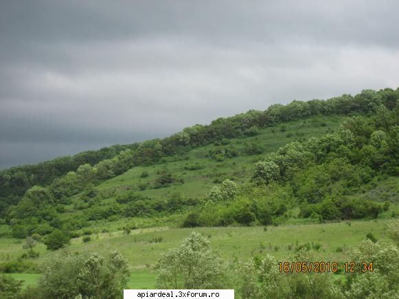 Orban Stefan - salcimul la mine in zona incepe sa infloreasca - ACESTIA SUNTEM NOI
