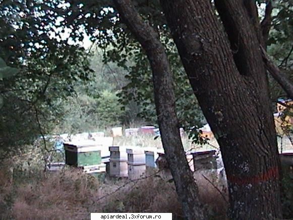 Pastoral - Asta vara la tei i-am pos de curiozitate in cerc( - INTRETINEREA ALBINELOR