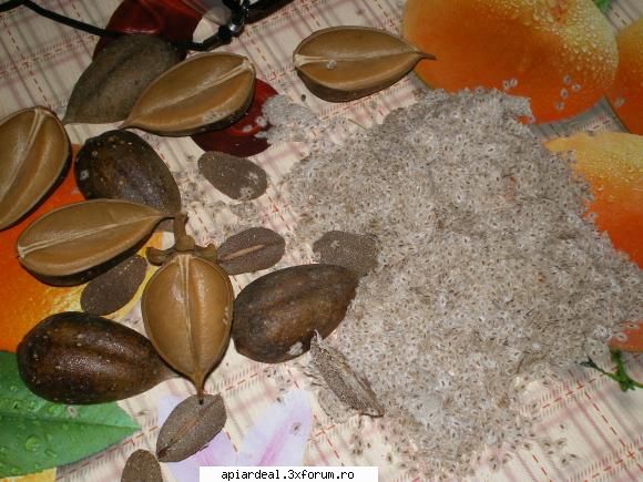 Paulownia - Propun acest topic pntru prezentarea unui - ARBORI MELIFERI