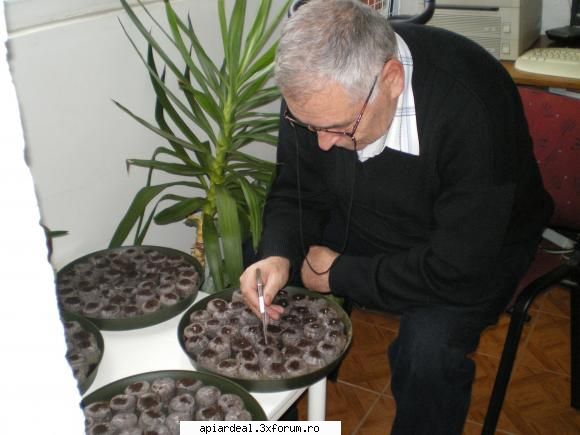 Paulownia - Se iau semintele cu penseta si se fixeaza in turba - ARBORI MELIFERI