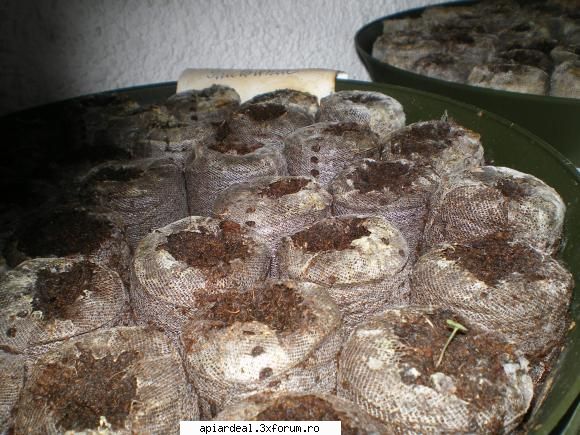 Paulownia - Asa cum am promis va tin la curent cu evolutia - ARBORI MELIFERI