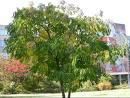 Paulownia - canada are o clima cat de cat asemanatoare cu a - ARBORI MELIFERI