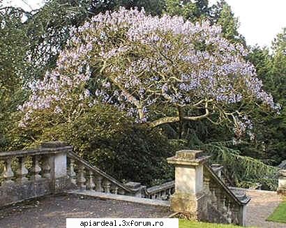 Paulownia - In "Romania Apicola" nr 2/2010 e un articol - ARBORI MELIFERI