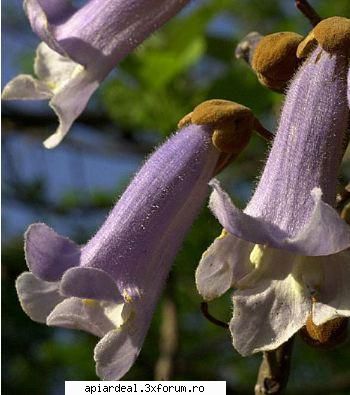Paulownia - In sudul tarii se spune ca incepe sa infloreasca - ARBORI MELIFERI