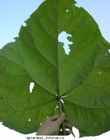 Paulownia - In ultima vreme, in SUA, a inceput sa i se dea - ARBORI MELIFERI