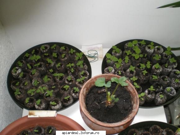 Paulownia - Am fotografiat ce a iesit din semintele culese - ARBORI MELIFERI