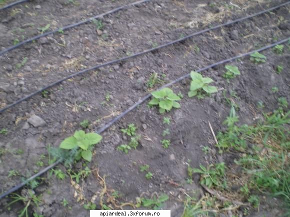Paulownia - gheco - ARBORI MELIFERI