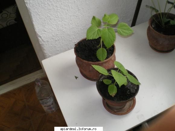Paulownia - Si cele din ghiveci pe balcon - ARBORI MELIFERI