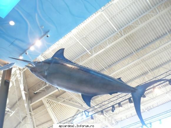Pescuitul - Marlin. Un peste serios - Hobby-uri
