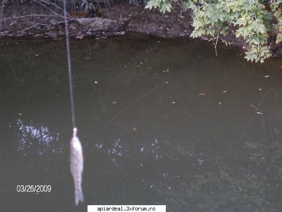 Pescuitul - Am vazut ca v-ati tot laudat cu pesti mari!!! Sa - Hobby-uri