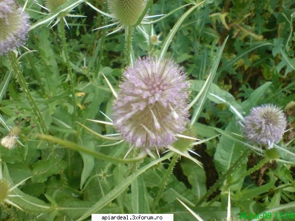 Plante (imagini) - mihaipop_55 - PLANTE MELIFERE