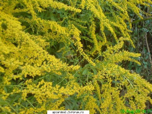 Plante (imagini) - sanzaiana de toamna - PLANTE MELIFERE