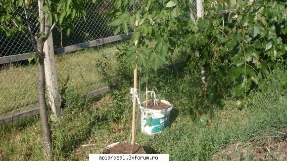 Plante (imagini) - sfantul spiridon - PLANTE MELIFERE