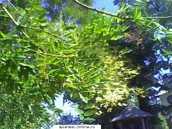 Plante (imagini) - deocamdata necunoscuta - PLANTE MELIFERE