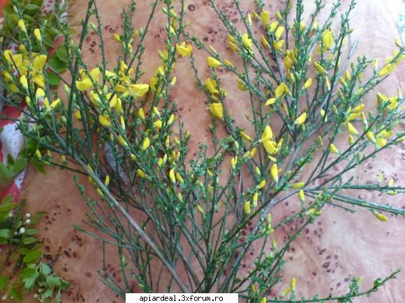 Plante (imagini) - iarba capreasca - PLANTE MELIFERE
