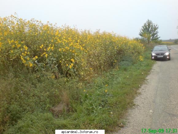 Plante (imagini) - topinambur cat vezi cu ochii (cartofi porcesti) - PLANTE MELIFERE