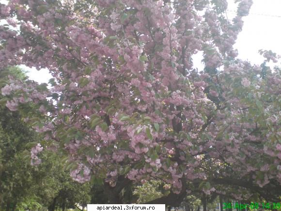 Plante (imagini) - cires japonez,se pare ca nu da nici polen si nici - PLANTE MELIFERE