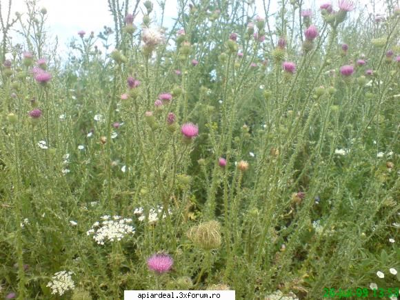Plante (imagini) - mihaipop_55 - PLANTE MELIFERE