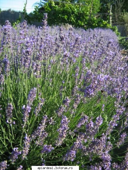 Plante (imagini) - igt - PLANTE MELIFERE