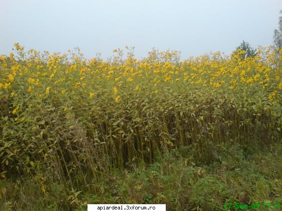 Plante (imagini) - topinamburul este spontan si odata instalat nici - PLANTE MELIFERE