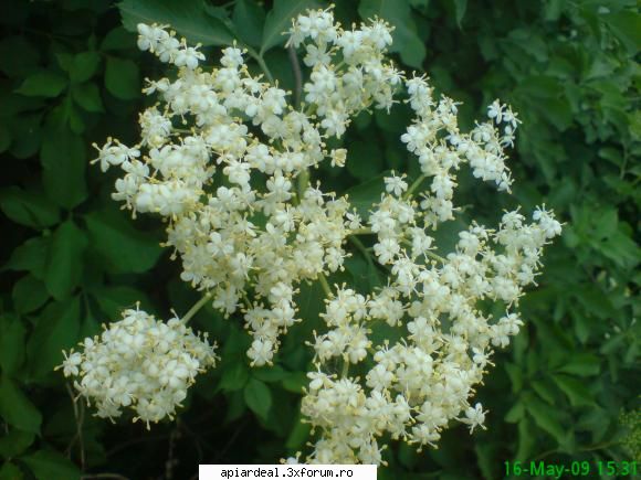 Plante (imagini) - mihaipop_55 - PLANTE MELIFERE