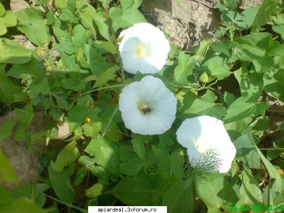 Plante (imagini) - volbure sau rochita randunicii - PLANTE MELIFERE