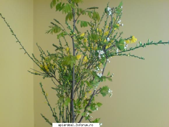 Plante (imagini) - un buchet pe care-l astept cu nerabdare!!! - PLANTE MELIFERE