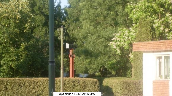 Plante (imagini) - catalpa...un copac minunat ce trebuie promovat - PLANTE MELIFERE