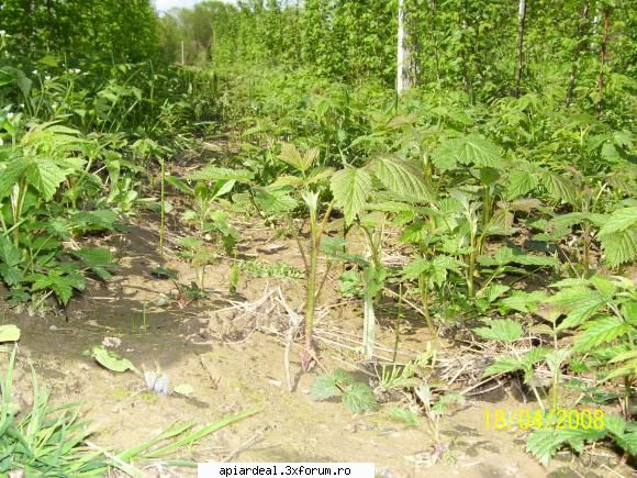 Plante (imagini) - puieti de zmeura - PLANTE MELIFERE