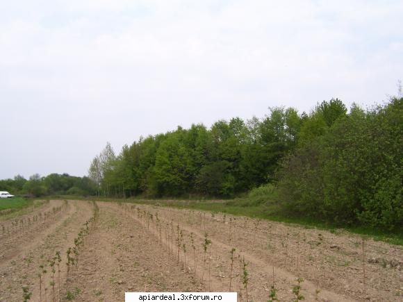 Plante (imagini) - Asa am inceput in 2007 cu zmeura - PLANTE MELIFERE