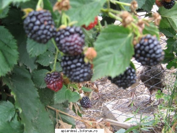 Plante (imagini) - Asa arata fructele - PLANTE MELIFERE