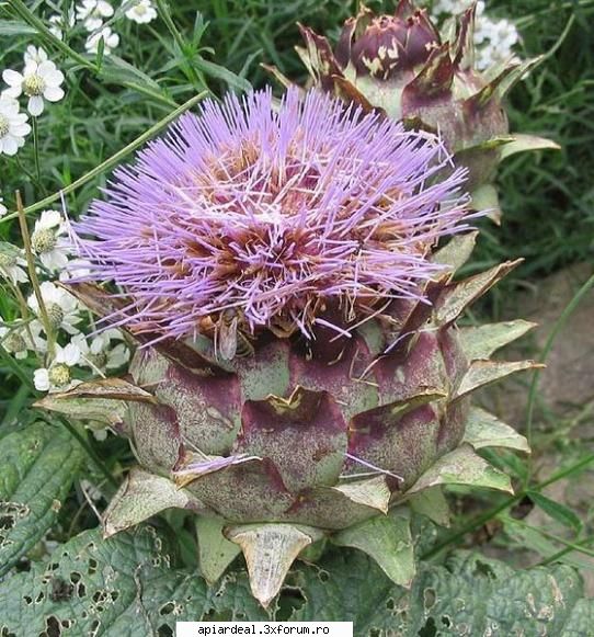 Plante (imagini) - enu - PLANTE MELIFERE