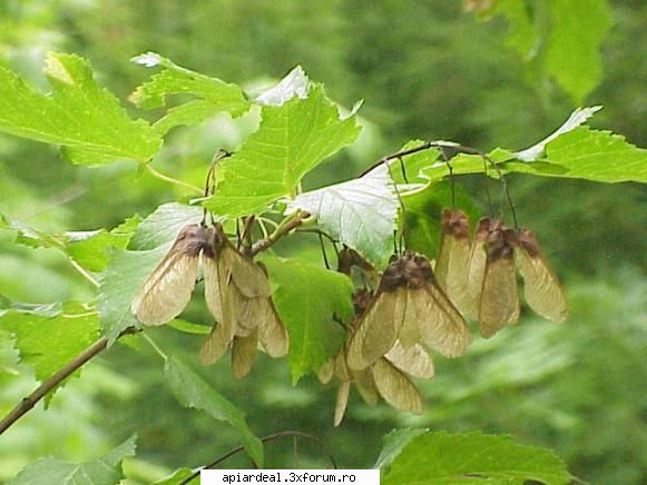 Plante (imagini) - enu - PLANTE MELIFERE