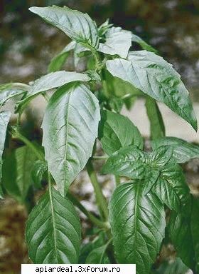 Plante (imagini) - enu - PLANTE MELIFERE