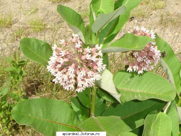 Plante (imagini) - enu - PLANTE MELIFERE