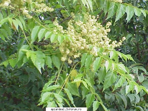 Plante (imagini) - enu - PLANTE MELIFERE
