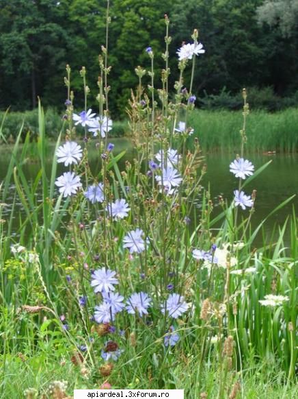 Plante (imagini) - enu - PLANTE MELIFERE