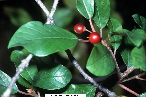 Plante (imagini) - enu - PLANTE MELIFERE