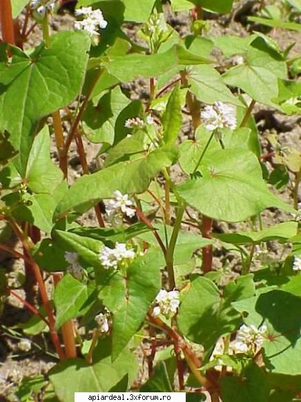 Plante (imagini) - enu - PLANTE MELIFERE