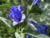 Plante (imagini) - enu - PLANTE MELIFERE