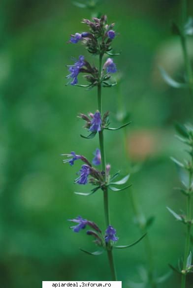 Plante (imagini) - enu - PLANTE MELIFERE