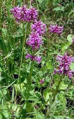 Plante (imagini) - enu - PLANTE MELIFERE