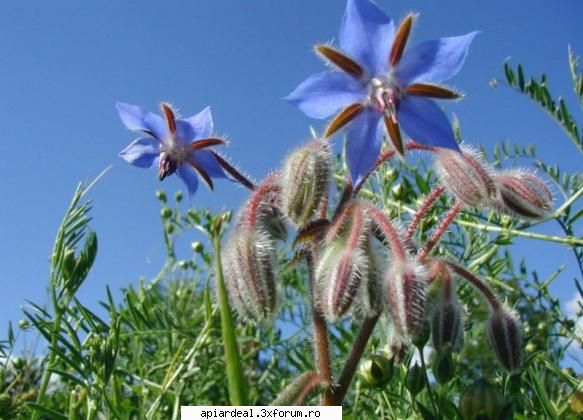 Plante (imagini) - enu - PLANTE MELIFERE