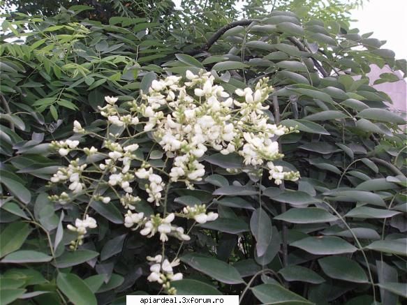 Plante (imagini) - enu - PLANTE MELIFERE