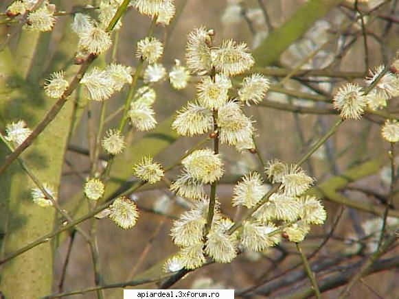 Plante (imagini) - Salcie capreasca - PLANTE MELIFERE
