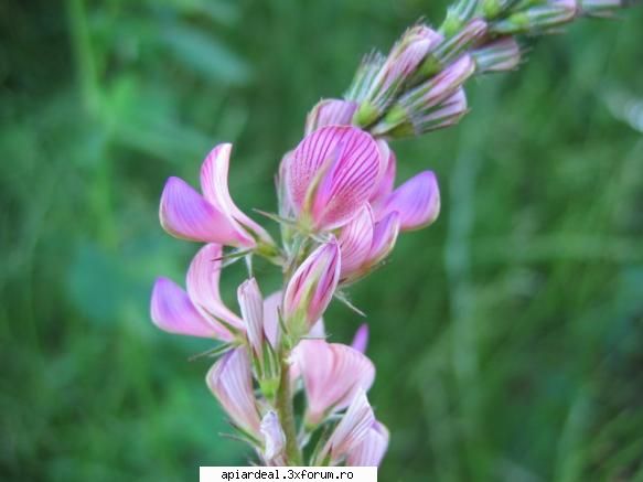Plante (imagini) - enu - PLANTE MELIFERE