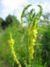 Plante (imagini) - enu - PLANTE MELIFERE