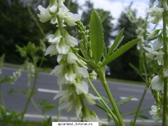 Plante (imagini) - enu - PLANTE MELIFERE