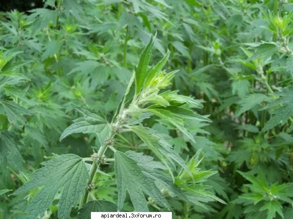 Plante (imagini) - enu - PLANTE MELIFERE