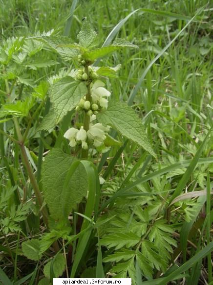 Plante (imagini) - enu - PLANTE MELIFERE